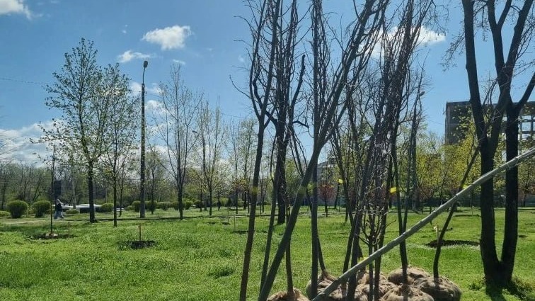 53 новых дерева и призы для жертвователей