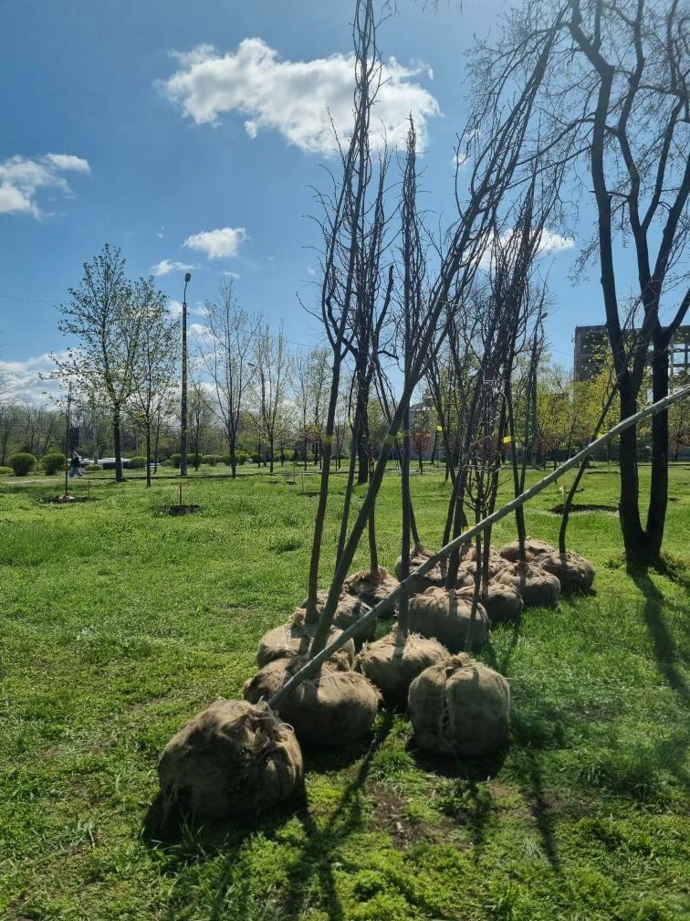 «День древонасаждения» в Донском государственном техническом университете